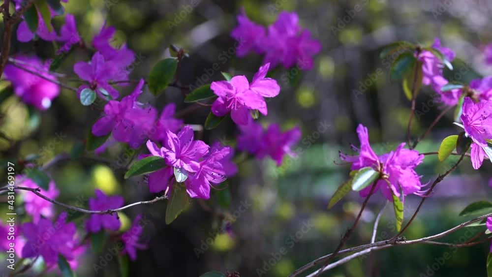 blossom purple pink violet flowers of rhododendron in the wind blossom purple pink violet flowers of rhododendron in the wind