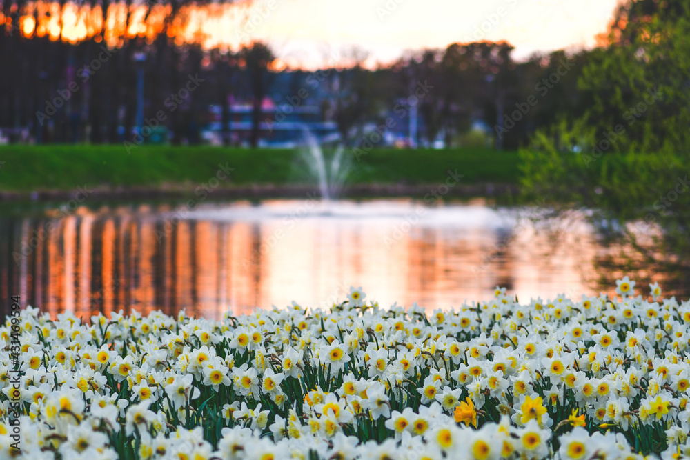 Wonderful yellow and white daffodil flower field, narcissus, spring perennial flower and plants among the green grass with beautiful sunset and sunrise reflected on the water 