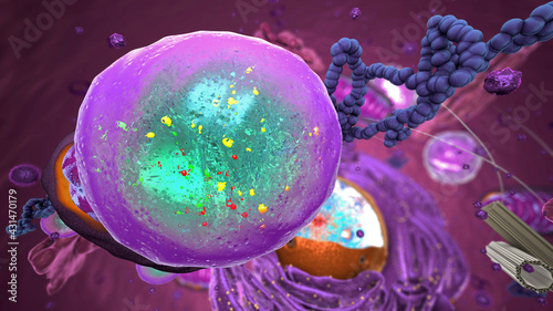 Organelles inside Eukaryote, focus on lysosome - 3d illustration photo