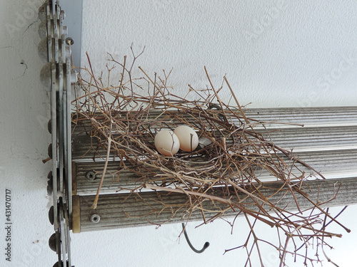 Two eggs of red collared dove birds in the nest on aluminum cloths racks at the balcony of the condominium in Nonthaburi, Thailand. photo