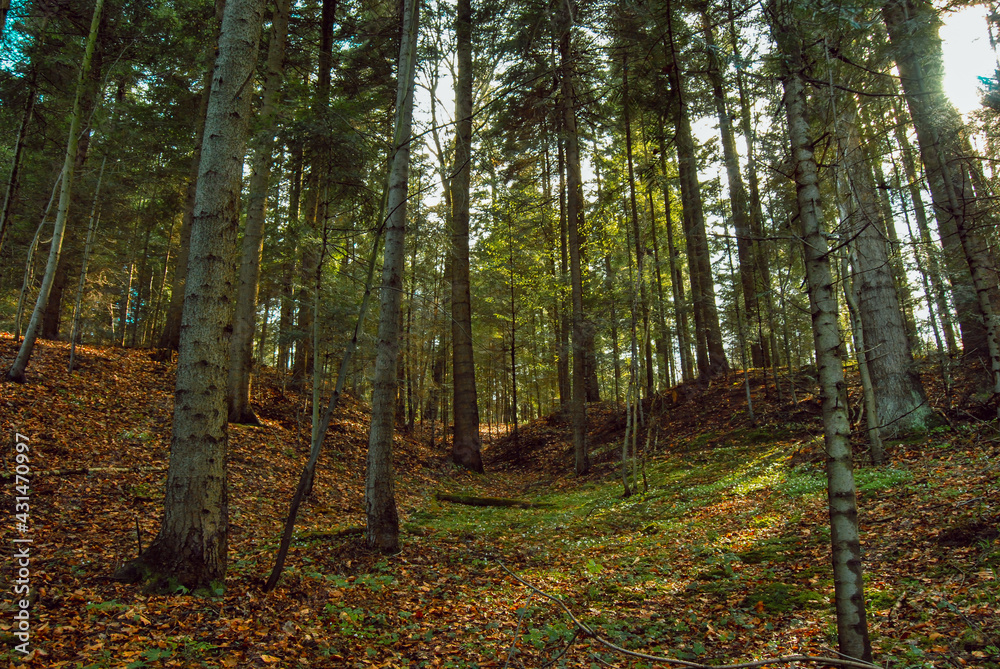 Fototapeta premium Las popołudniem.