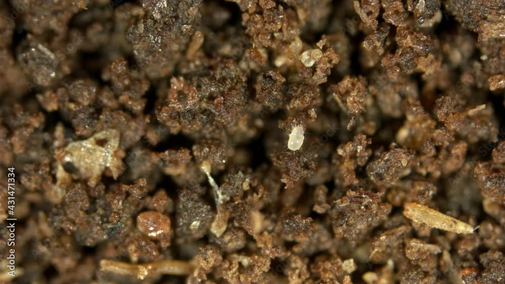 The mite Acarus sp. under the microscope, Order Sarcoptiformes crawls through the soil. It lives in soil, on decaying substances, molds, and can damage grain stocks. The mite Acarus sp. under the microscope, Order Sarcoptiformes crawls through the soil. It lives in soil, on decaying substances, molds, and can damage grain stocks.