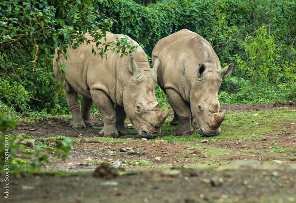 Rhinoceros, endangered and protected animal in Ujung Kulon, Indonesia.