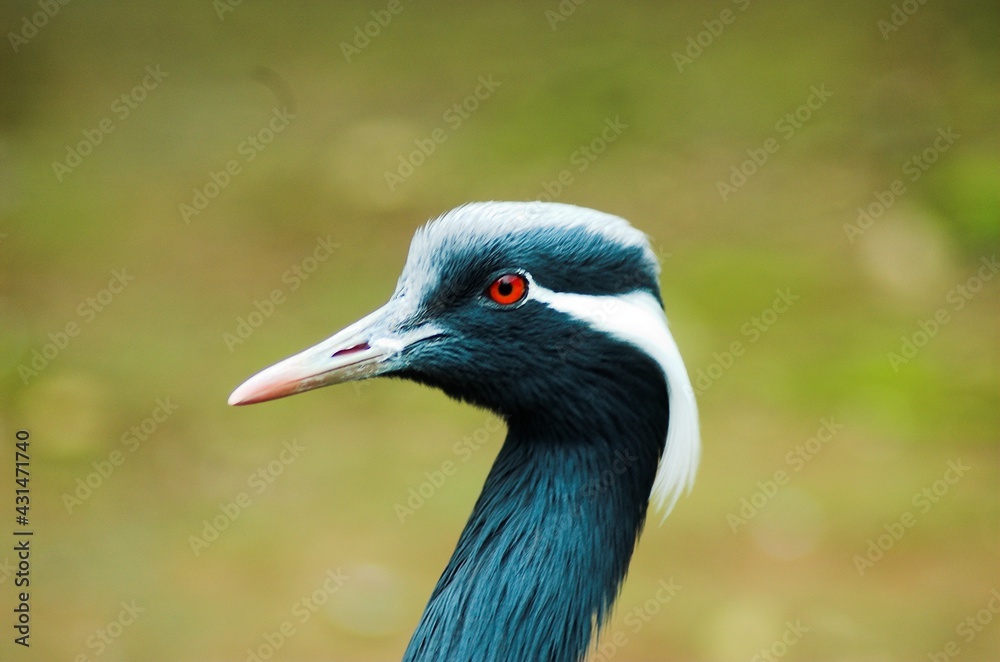 head of bird grey crowned crane balearica