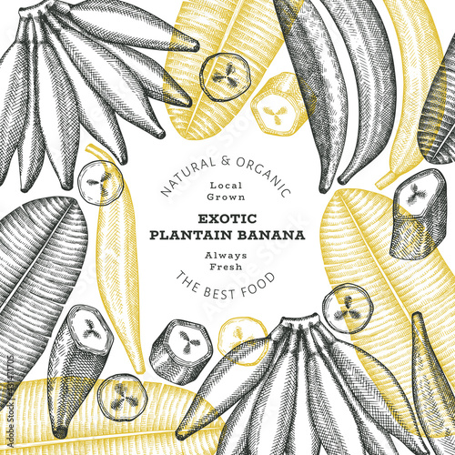 Hand drawn sketch style plantain banner. Organic fresh fruit vector illustration. Retro exotic banana fruit design template