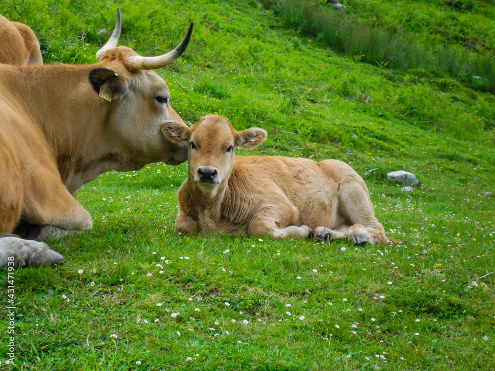 Vaca y su cría en el Parque Nacional Picos de Europa. Asturias. España. Vaca y su cría en el Parque Nacional Picos de Europa. Asturias. España.