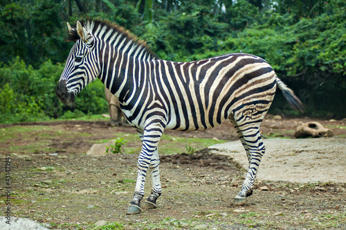 Zebra  exotic animal with black and white stripe pattern.
