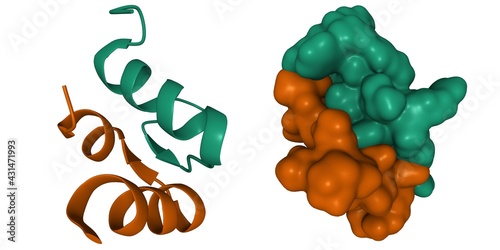 Structure of human hormone relaxin-3 heterodimer, 3D cartoon and Gaussian surface models, white background photo