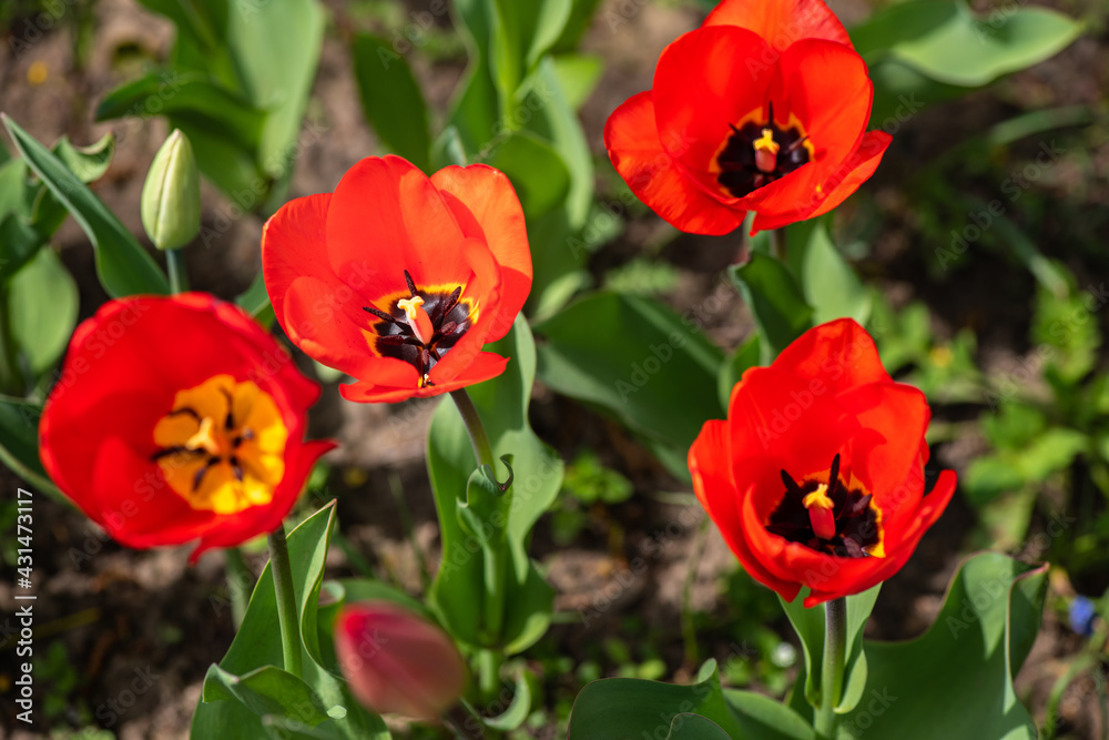 Nice color tulip flowers after the spring rain nature flora macro photo with empty space for text Nice color tulip flowers after the spring rain nature flora macro photo with empty space for text