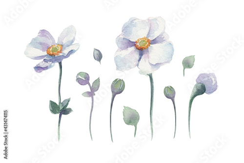 Anemone sylvestris on white background isolated. Watercolor hand drawn set. Lovely blue anemone flowers, buds, leaves, sprouts. Beautiful flowers for your design.