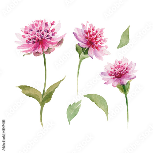 Pink astrantia major on white background isolated. Nice flower watercolor hand drawn set. Purple flowers, green leaves, cute buds for your natural design.