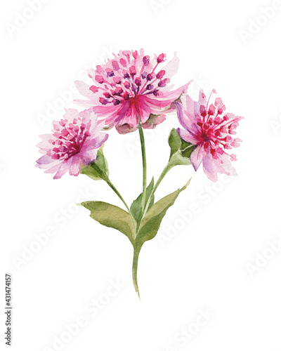 Pink watercolor astrantia major on white background isolated. Lovely hand drawn flower. Purple flowers, green leaves, cute buds for your natural spring design.
