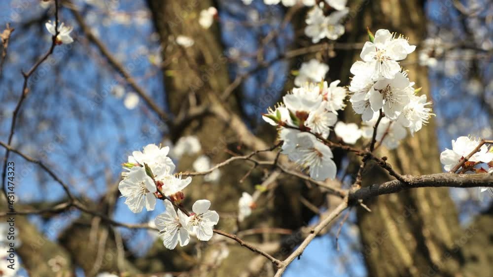 Blossoming apricot branch in early spring. Sunny day Blossoming apricot branch in early spring. Sunny day
