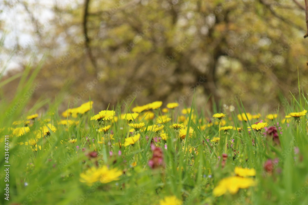 blooming flowers in the field in front of fruit trees blooming flowers in the field in front of fruit trees