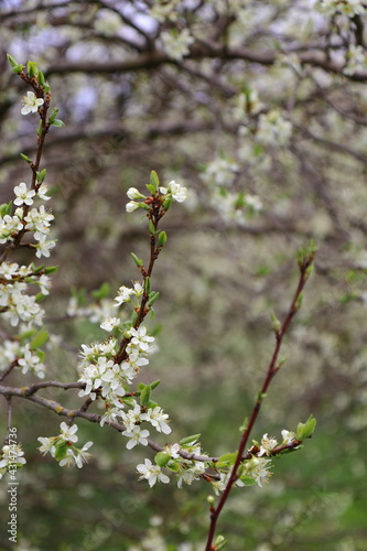 close up of cherry blossoms on twig