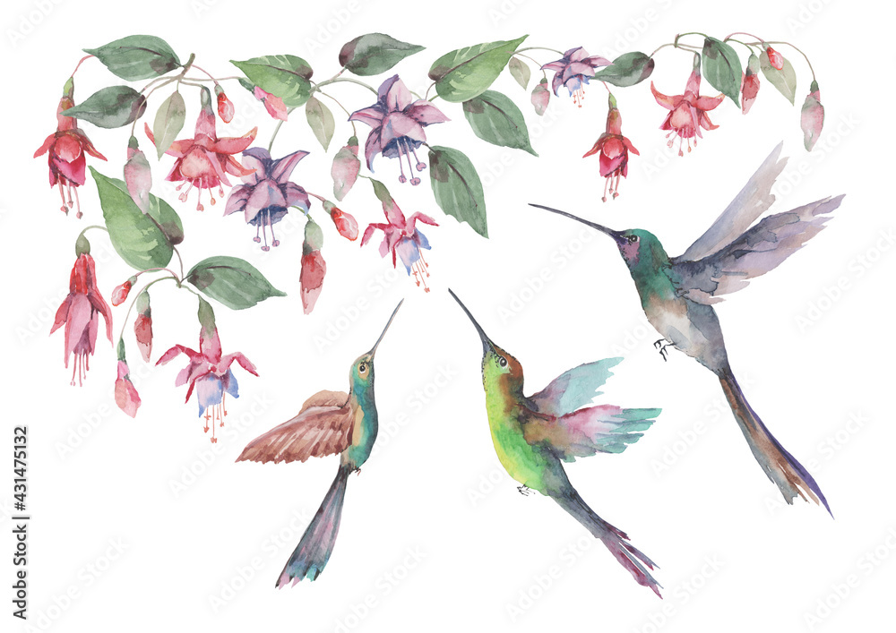 Obraz premium Set of small birds hummingbirds in flight with spread wings, pink fuchsia flowers and buds with green leaves. Watercolor for design of cards, invitations, print, background, cover, banner.