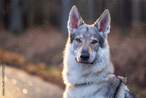 Portret psa wilczak czechosłowacki photo