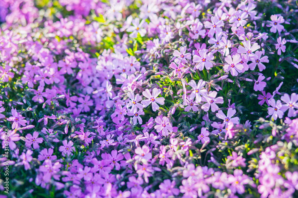 Pink phlox subulata. background of flowers phlox subulata.