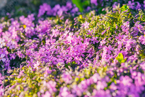 Pink phlox subulata. background of flowers phlox subulata.