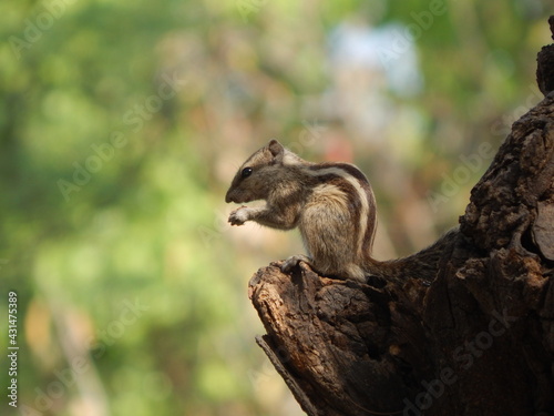 squirrel on a tree eating nuts in peace environment