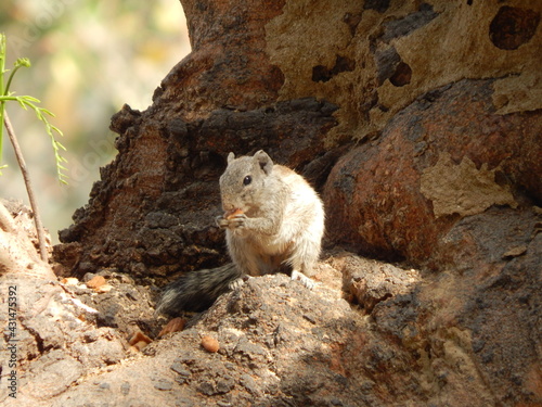 squirrel on the tree and eating nuts