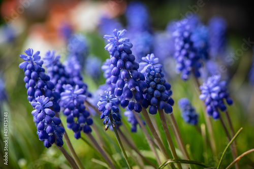 Nice blue spring flowers at sunny day nature macro photography photo