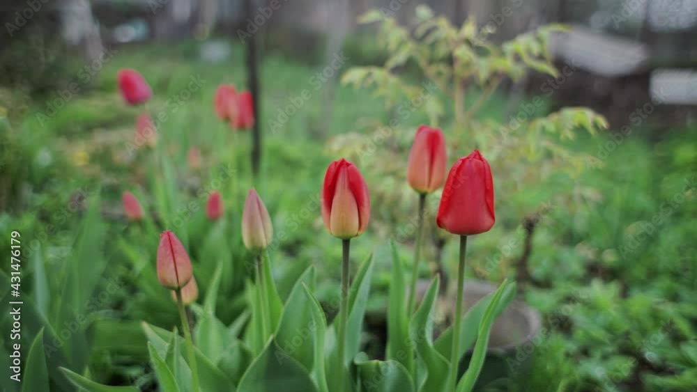 beautiful tulips grow in the garden in spring beautiful tulips grow in the garden in spring