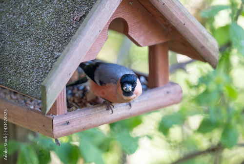 Gimpel sitzt in einem Vogelhaus und ernährt sich von Sonnenblumenkernen photo