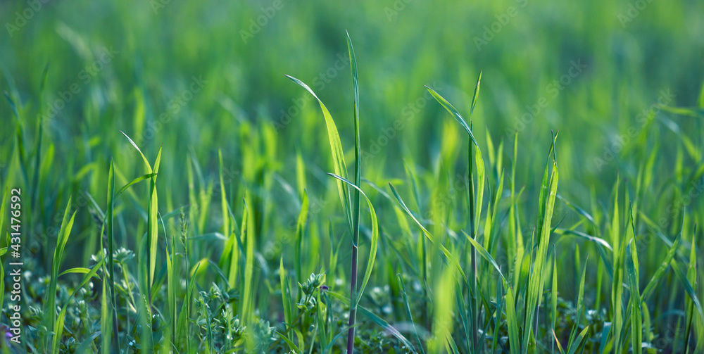 lawn with green lush grass in the park on a spring day lawn with green lush grass in the park on a spring day