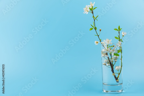Spring cherry blossoming flowers in glass of water on blue background. Minimal still life concept