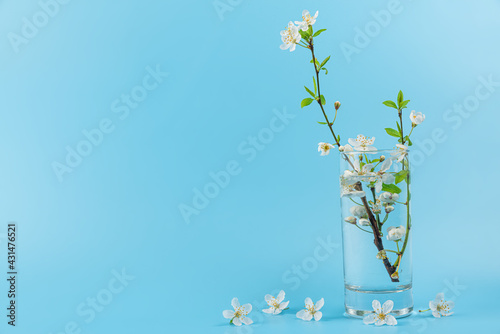 Minimal still life concept. Spring cherry blossoming flowers in glass of water on blue background