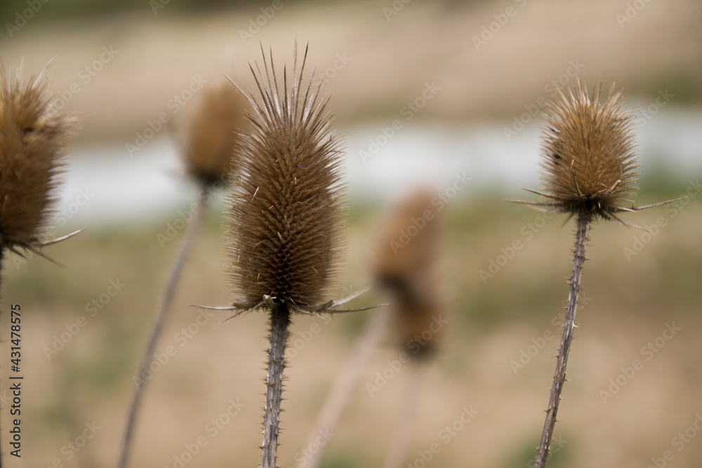 thorn-thistle on the river bank