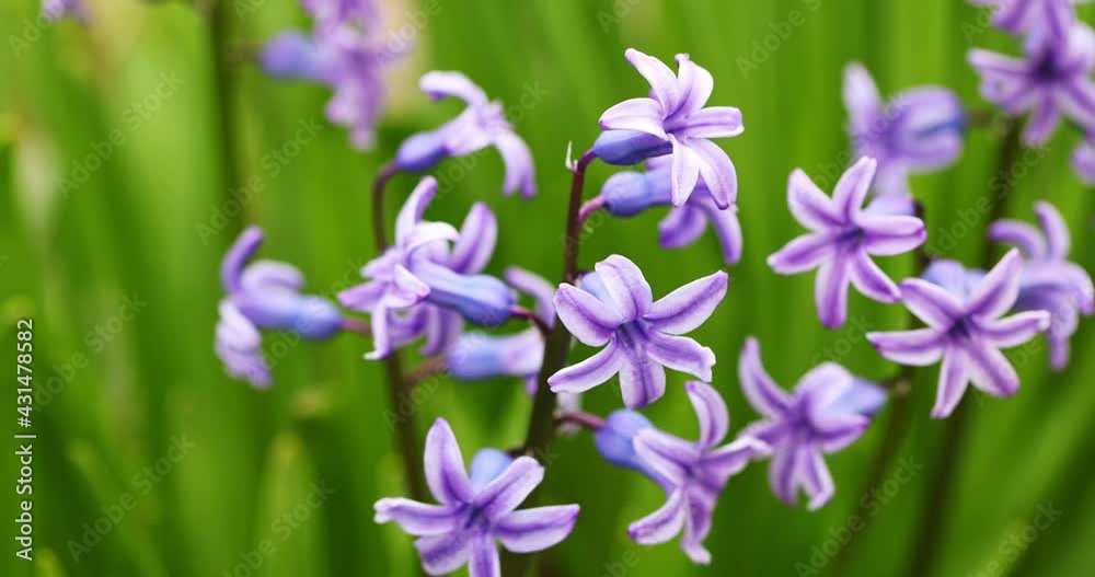 hyacinth flowers sway in the wind. spring flowers Slow motion hyacinth flowers sway in the wind. spring flowers Slow motion