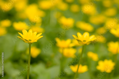 yellow flowers in the garden