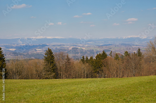 Green grass. Spring forest. Trees. Mountains covered with snow. Blue sky with white clouds.