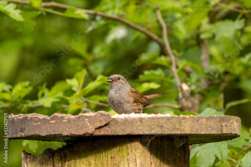 Feeding bird