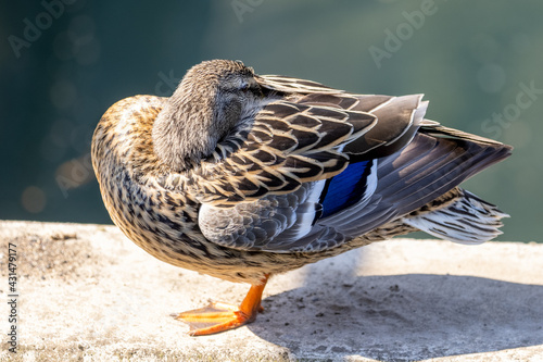 Sleeping Duck