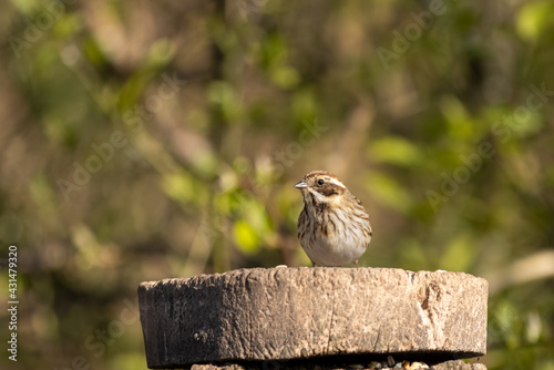 house sparrow feeding