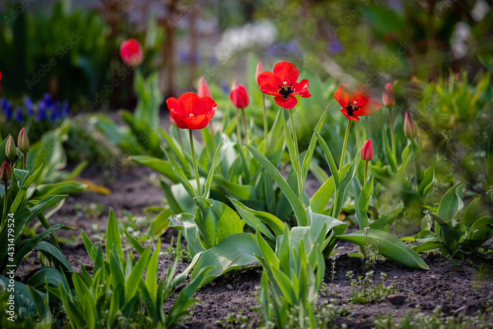 Nice color tulip flowers after the spring rain nature flora macro photo with empty space for text Nice color tulip flowers after the spring rain nature flora macro photo with empty space for text