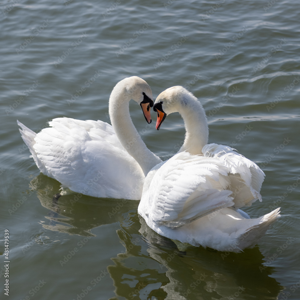 Fototapeta premium two swans on the lake