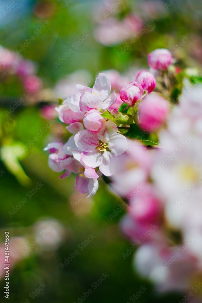 pink and white apple blossom flowers