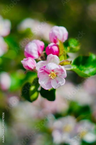 close up of apple blossom tree © T