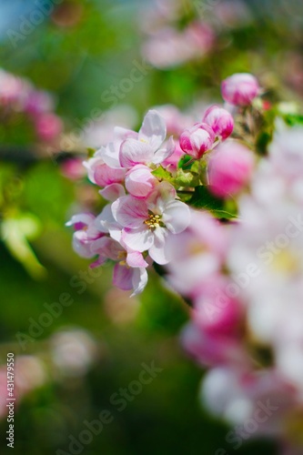 pink and white apple blossom flowers © T