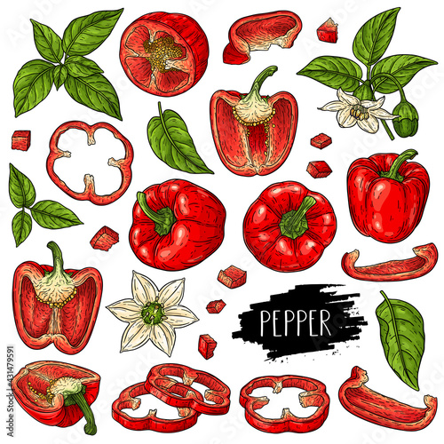 Hand drawn organic vegetable set of bell peppers