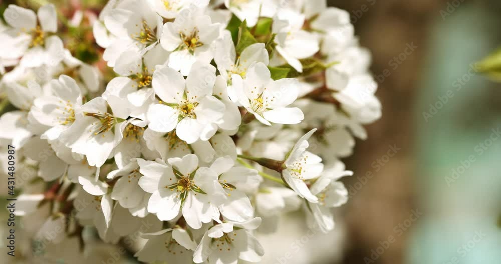 flowering branch in spring in the wind. Slow motion flowering branch in spring in the wind. Slow motion