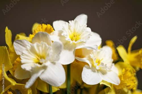 Close-up bouquet of a white-yellow narcissus, spring flower, black background. Macro image.