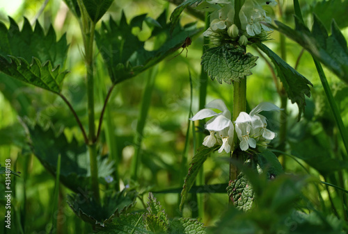 Nettle flowers and leavesin the woods photo