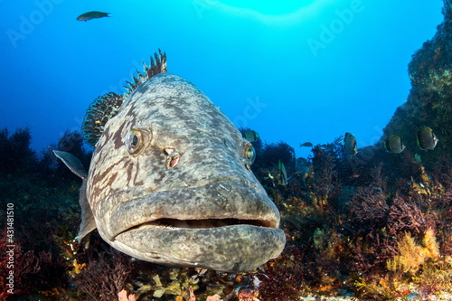 Potato Grouper on Protea Banks South Africa