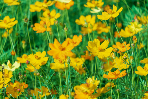 The yellow cosmos flower in the garden during the day