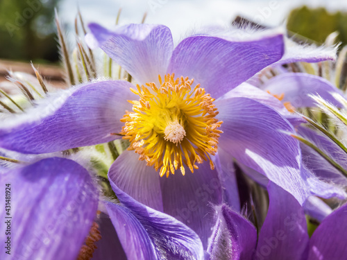 Foto Macro shot of Bell-shaped, purple flower of Eastern pasqueflower or cutleaf anem